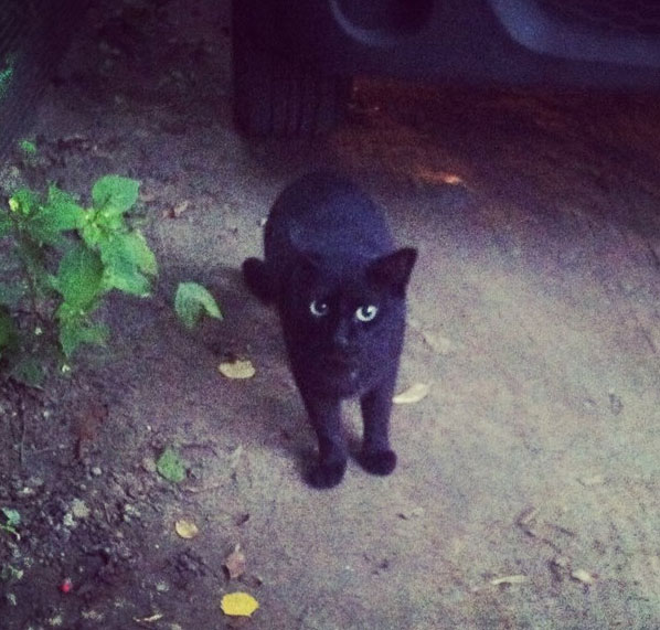 черный котейка в Костроме