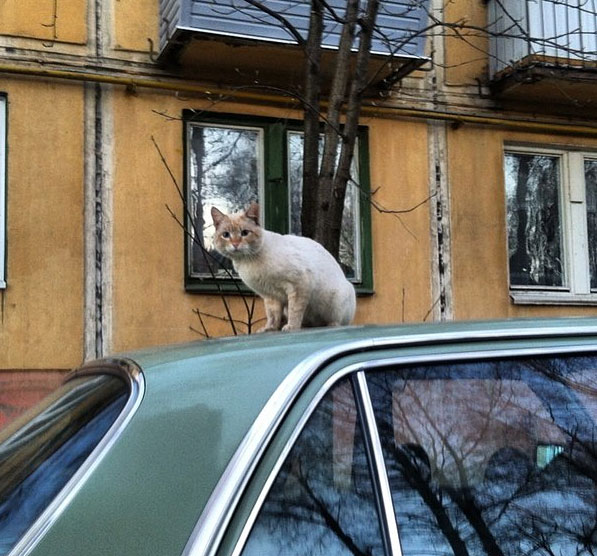 Кот на улице Никитская, Кострома