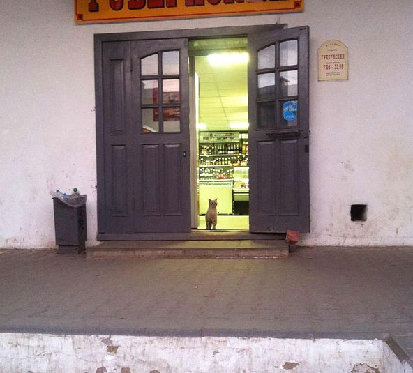 Кот-покупатель в Костроме